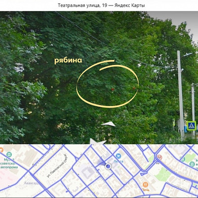 В Иванове рябину и ясень подстригли под клен
